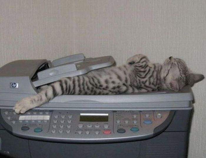 клонирование нынче котируется