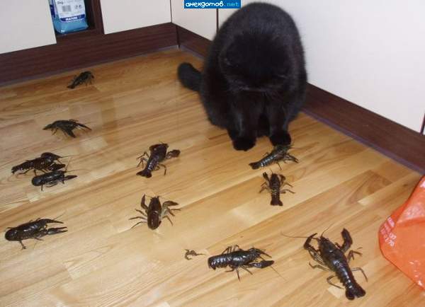 Краснели б уж скорей!