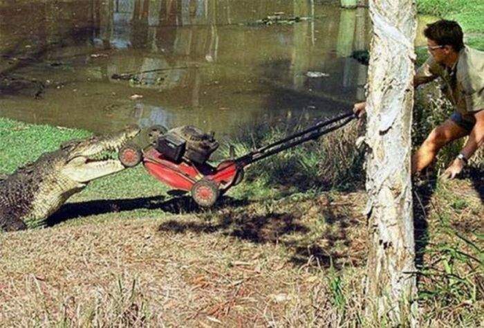 Вот так крокодилов рубят на сумки :)
