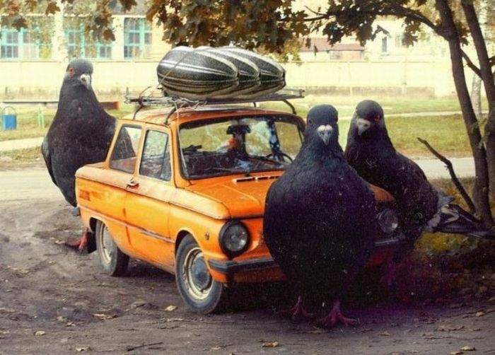 это были не опята!!!!