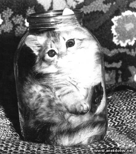 Стерилизованный" кот