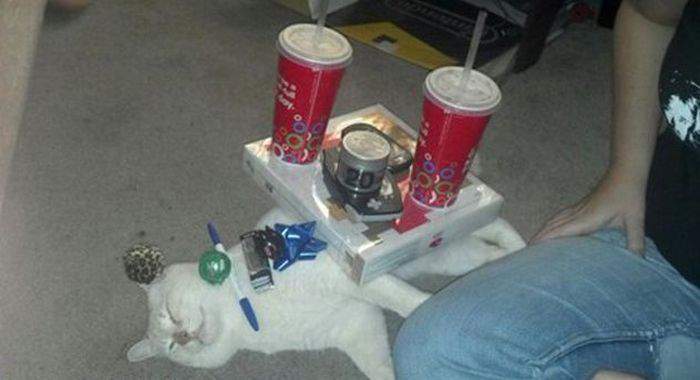 Котэ спит - служба идёт