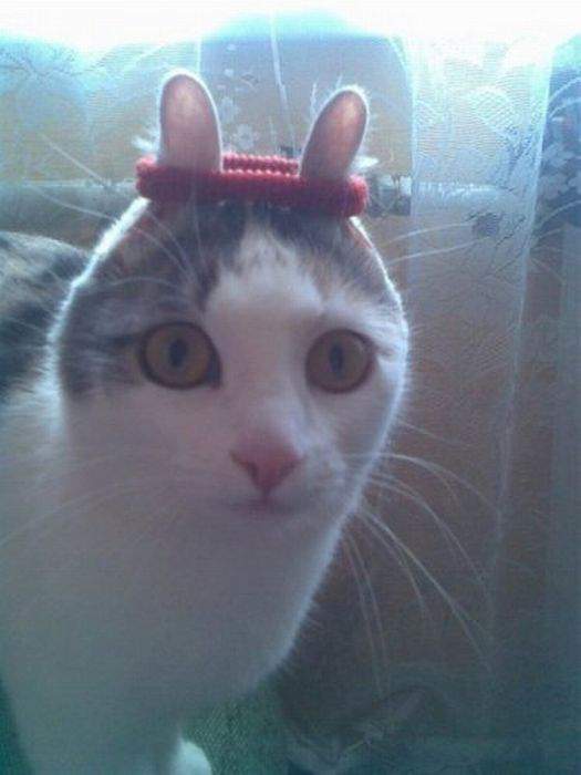 покекот