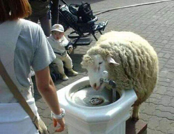 Сушняк
