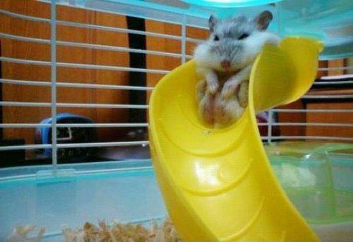 ну и што, шо щеки мешают шкатиться?! горох не выплюну!