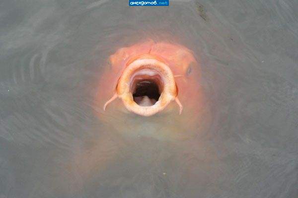 Здесь рыбы не-е-е-е-ет!!!!!!!!!