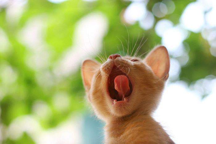 Я не котэ, я льво!