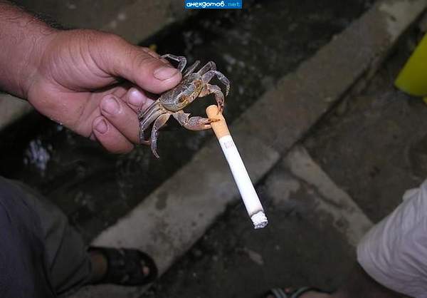 мужик отпусти мои яйца