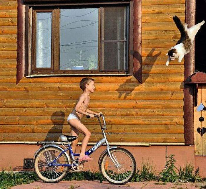 Коте-перехватчик