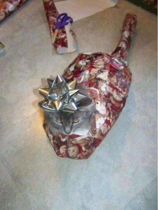 заКотали
