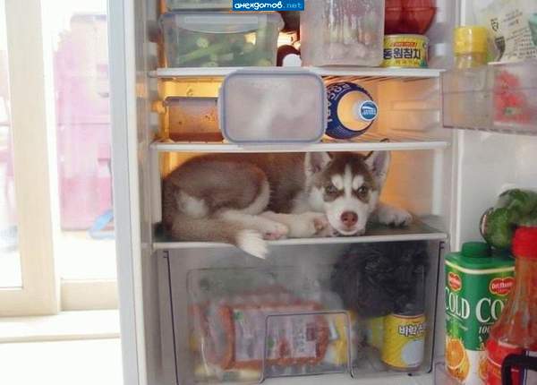 А ну закрой, у тебя диета