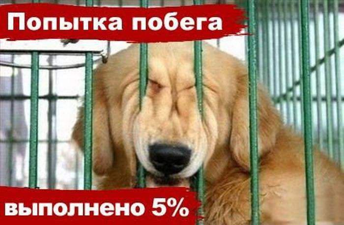 Вот еще чуточку и получится Альф!