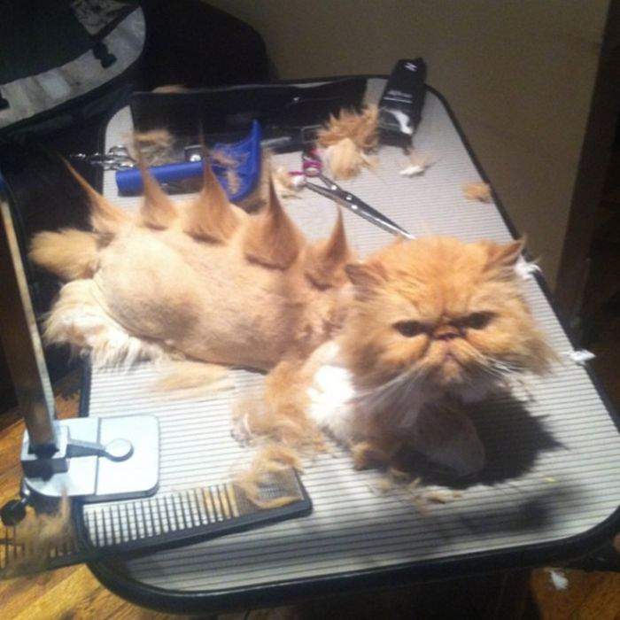 котораптор