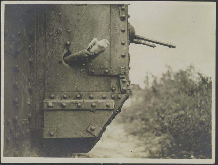 танк МК4, пулемет шоша 1917 год, голубь почтовый. что смешного
