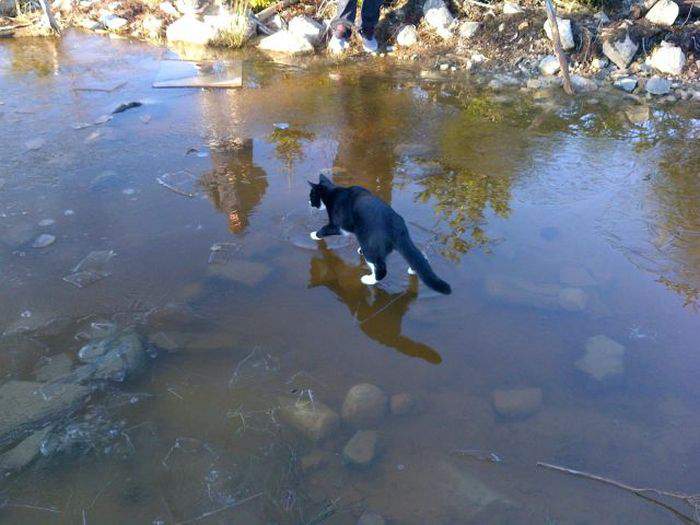 Кошка воду не любит-кошка лед любит...