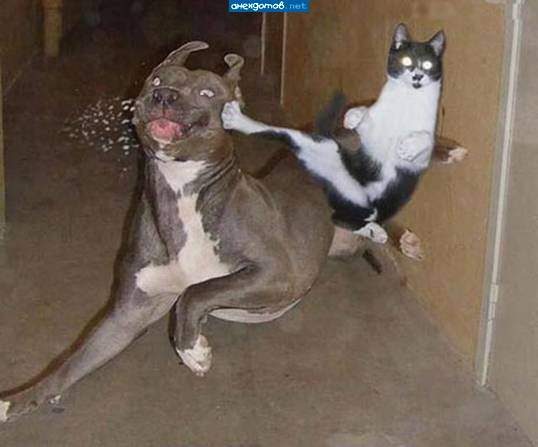 кунгфу кот