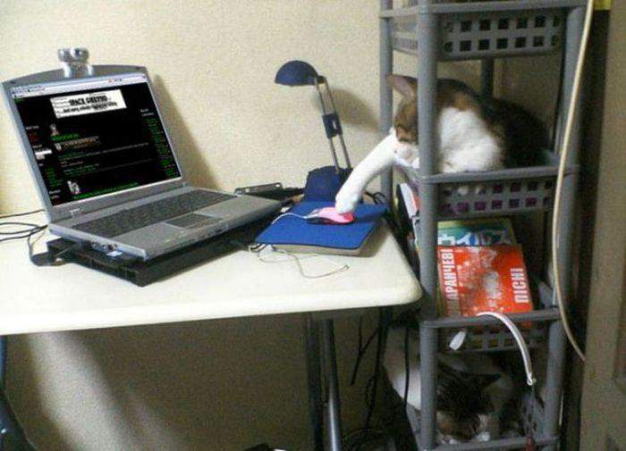 эх мыши уже не те что в детстве