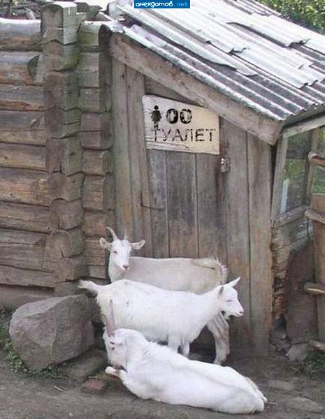 Ну что этот козёл там делает!!!