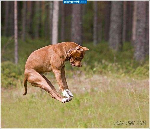 Кошкааа..ааа!