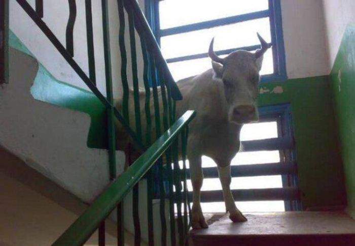 теща приехала