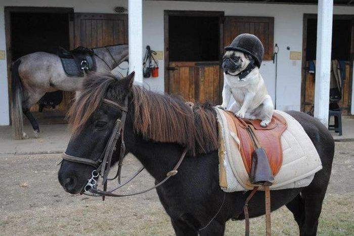 хозяин болеет - я за него