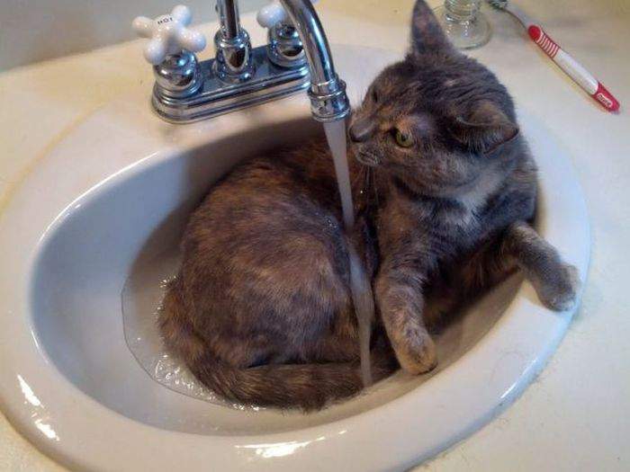 да уж лучше коты в раковине, чем бесконечные сиськи