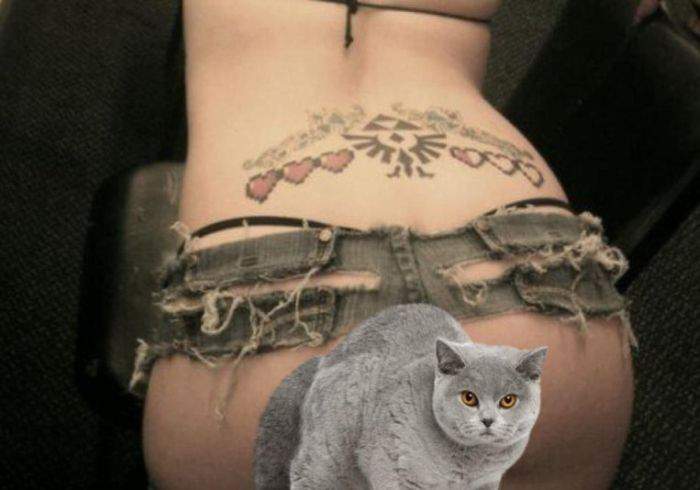Кот серьзный, всю жопу в клочья изодрал