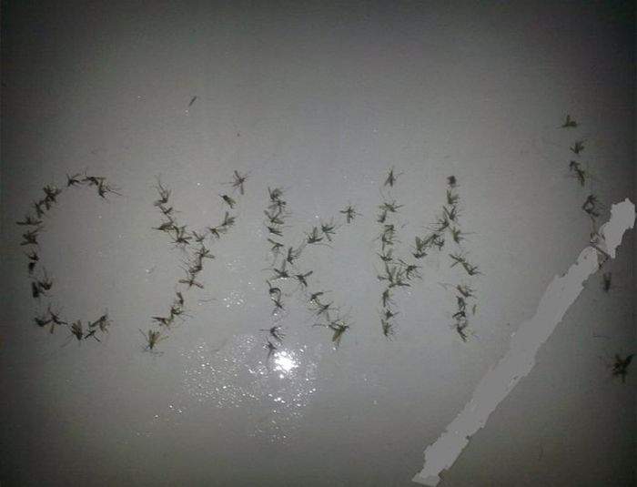 Крик души :)