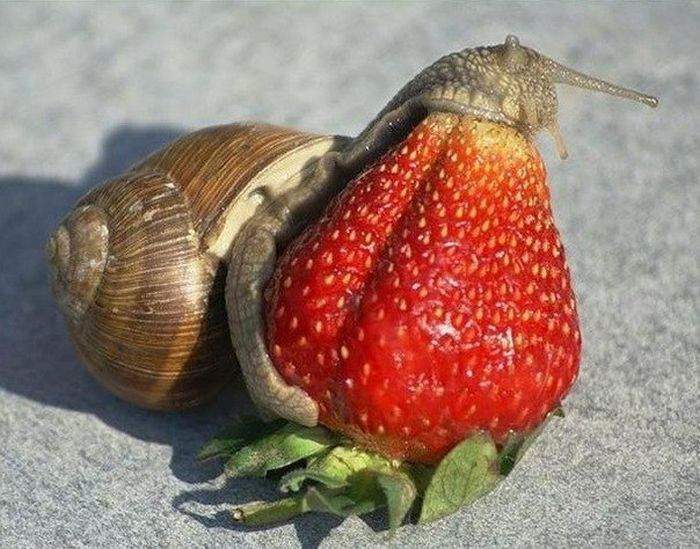 А морда не треснет?!-Не-а!