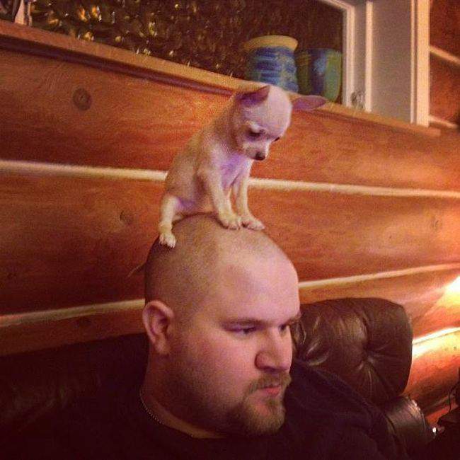 По ушам текло, а в рот - не попало...
