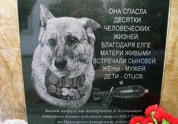 Собака — сапер, а не минер