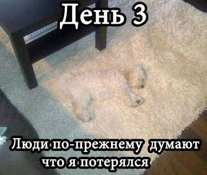 Так вот где собака зарыта.