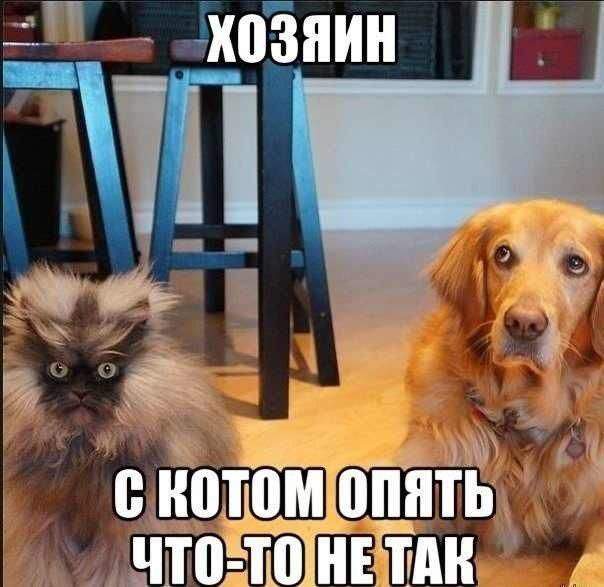 Хозяин! Ваську это...в церковь сносить надо...