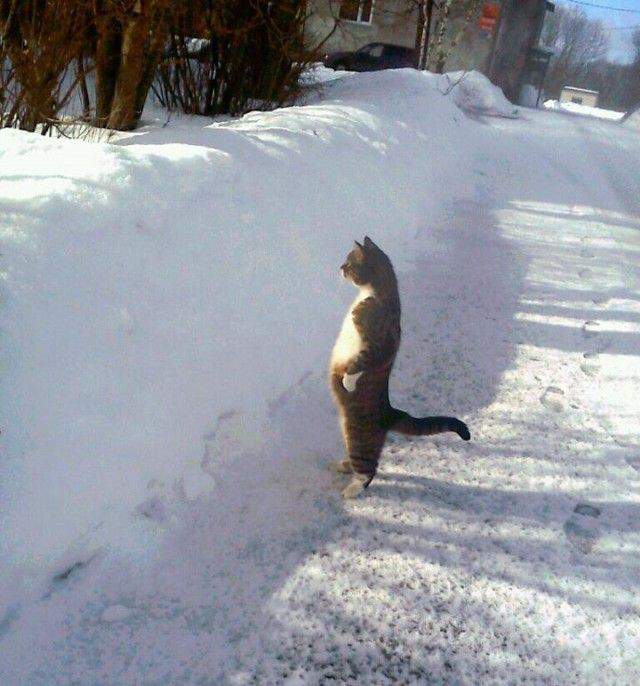 Ну и где весна?