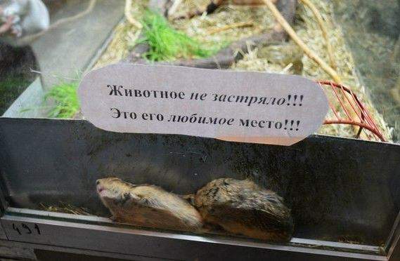 любимое место для застревания