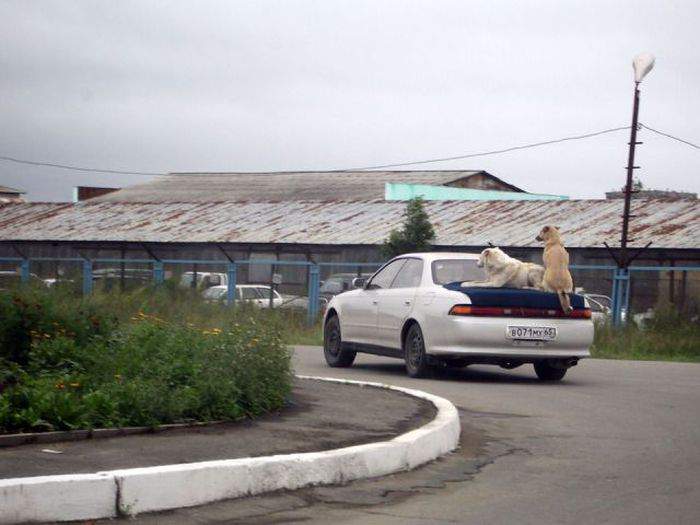 Колян, у тебя псы на хвосте!