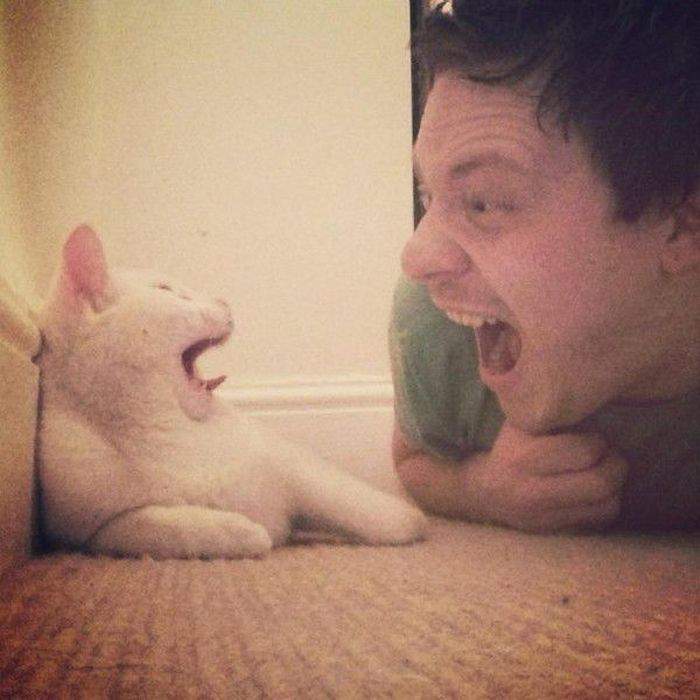 котэ-то пох, он зевает