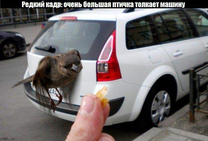 эвакуаторщик)))