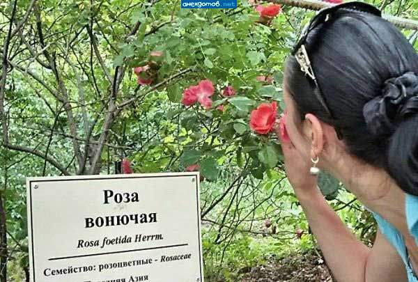 А где для тещи букетик купить можно?