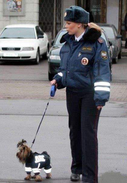 Дамское ГАИ.