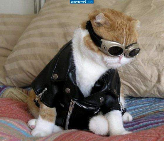 -А я утверждаю,что никакого геноцида мышиного народа -нет!