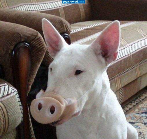 Это чудовище и без пятака на свинью похоже..=(