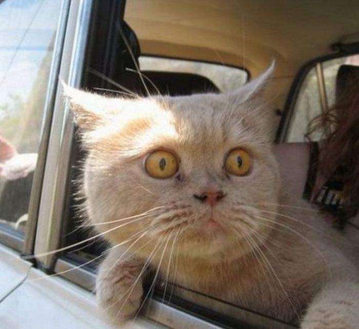 - Стреляй, Глеб Егорыч! Уйдет!