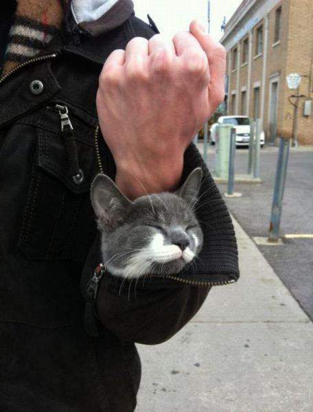 Ручной кот...