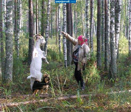 Собака-уклонист: Пусть козлы служат!"