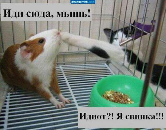 Свинину я тоже ем!!!