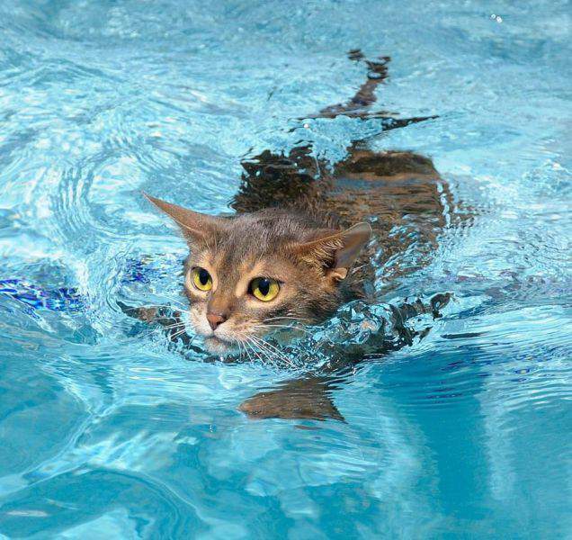 Морской котик