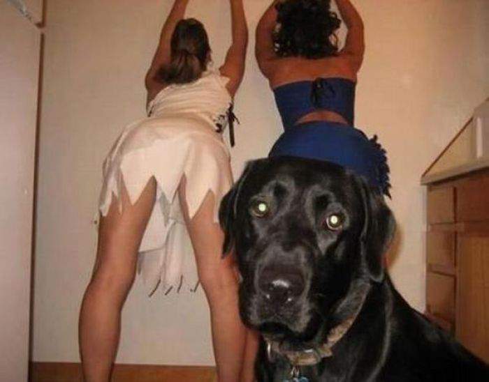 Хозяин, готово!