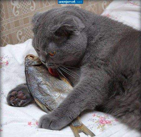 Моя преееллесть!