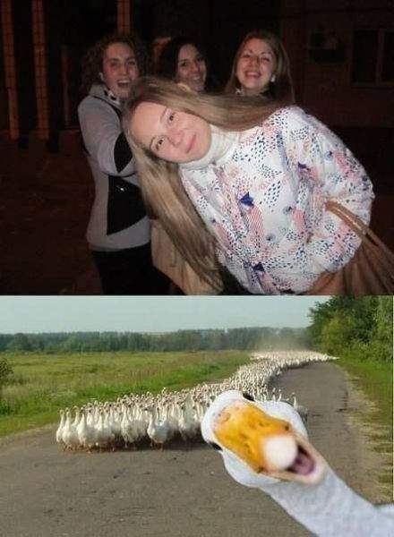 Любопытные гусыни!